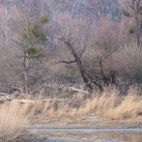 Danube Floodplains in Early Spring