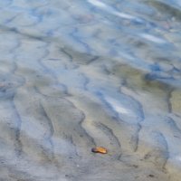 Danube Shore