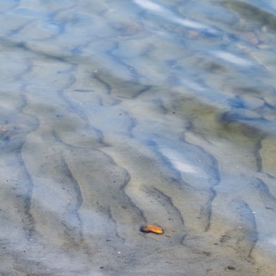Danube Shore