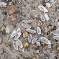 Clam