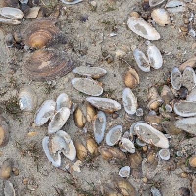 Clam