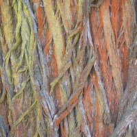 Kůra staré vrby