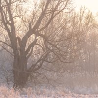 Stará vrba v předjaří