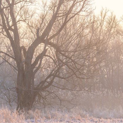 Old Willow in Early Spring