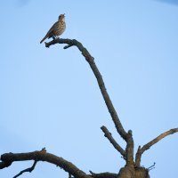Lark in spring