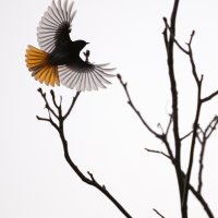 Common Redstart in Flight