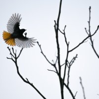 Common Redstart in Flight