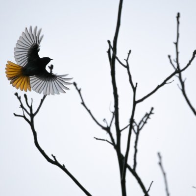 Common Redstart in Flight
