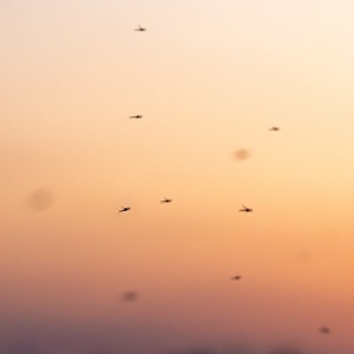 Mosquitoes after sunset