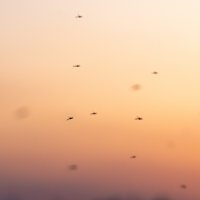 Mosquitoes after sunset