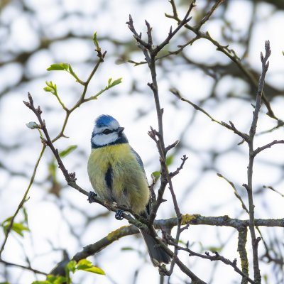 Titmouse in spring