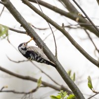 Lesser Spotted Woodpecker