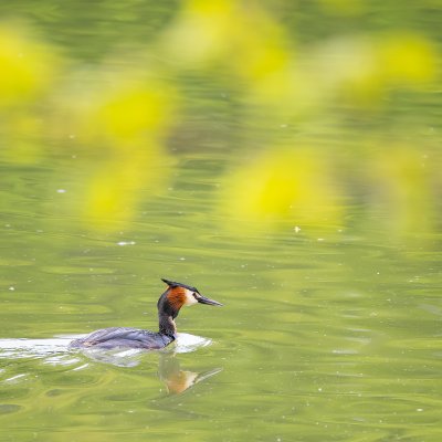 Great Crested Grebe