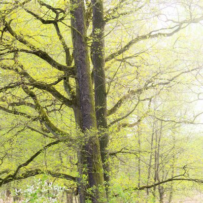 Old trees at spring