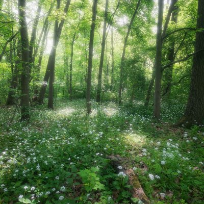 Fairytale Forest