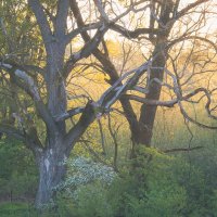 Mrtvé stromy na jaře