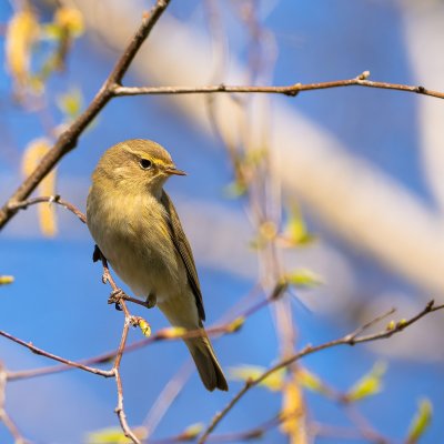 Common Chiffchaff
