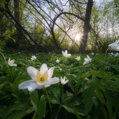 Anemones
