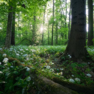 Wild Garlic in Morava Floodplains