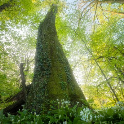 Ivy Tree