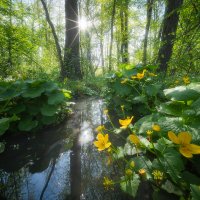 Marsh Marigold in Odra Basin
