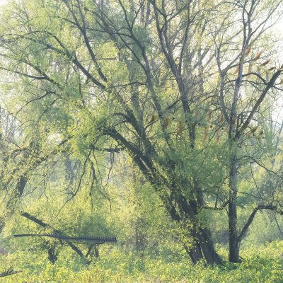 Willow at Odra River