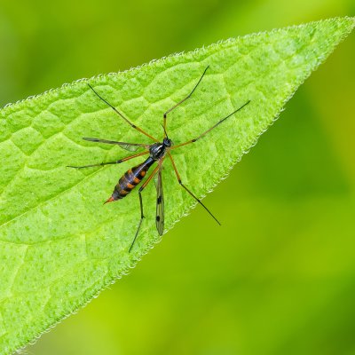Micropeza Corrigiolata