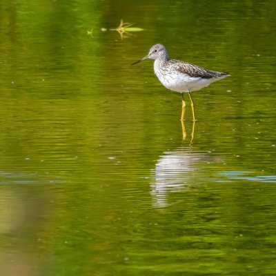 Tringa Nebularia