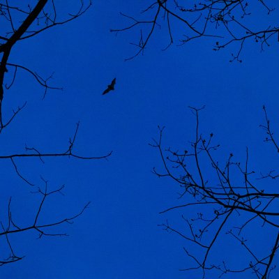 Bat