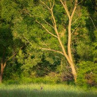 Doe at the Edge of the Forest