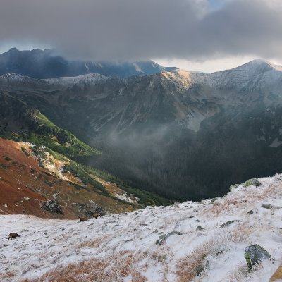 Evening with Chamois