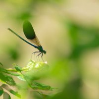 Dragonfly