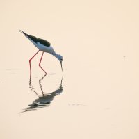 Black-winged Stilt