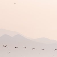 Flamingos in Flight