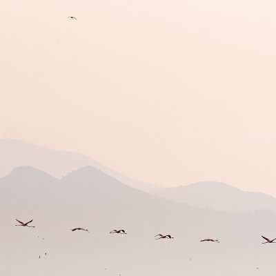 Flamingos in Flight