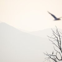 Unbalanced Composition