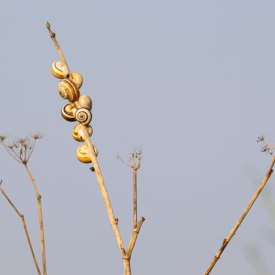 Snail Shells
