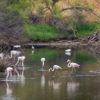 Flamingos