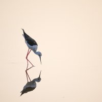 Stilt