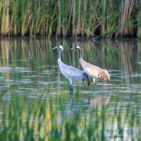 Couple of Cranes