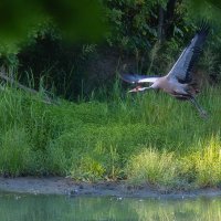 Crane in Flight