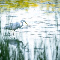 Hunting White Heron