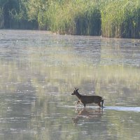 Wading Deer
