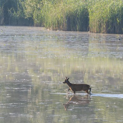Wading Deer