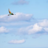 European Bee Eater in Flight