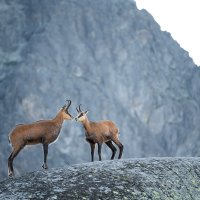 Pair of Chamois