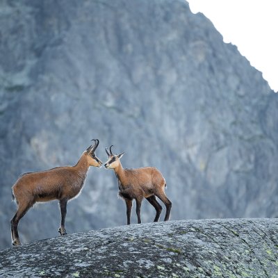 Pair of Chamois