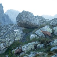 Chamois on Rocks
