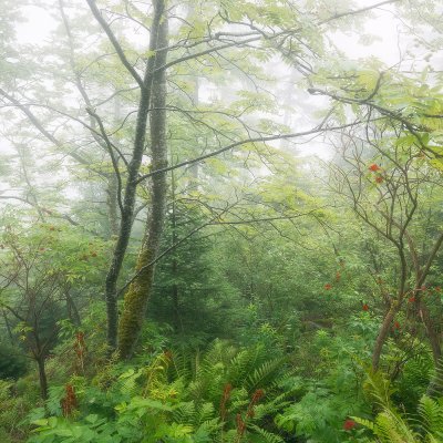 Rowan Tree in Forest