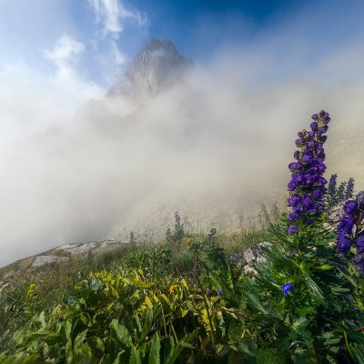 Aconitum napellus